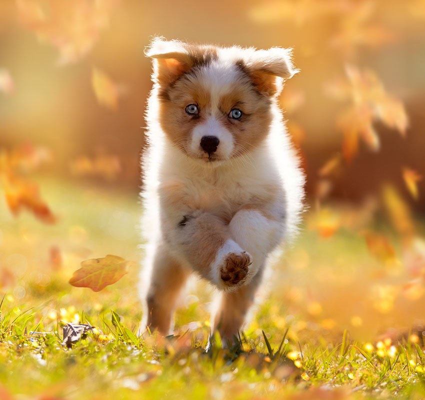 sec3-new-puppy-1.jpg