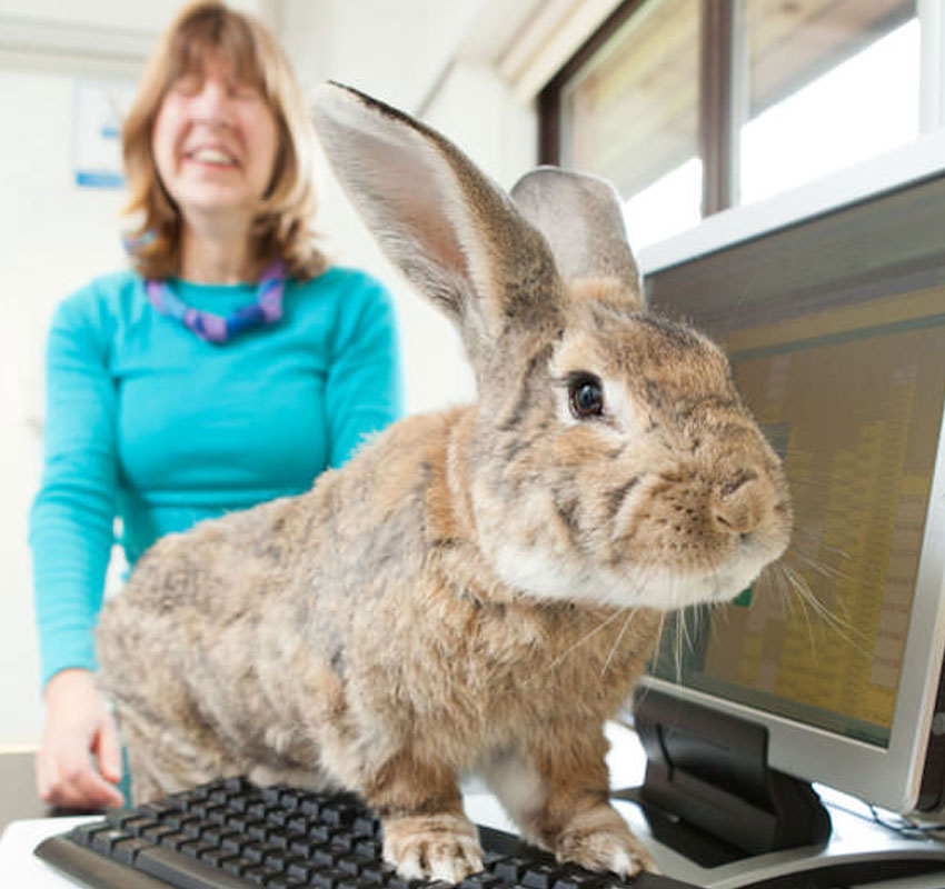 small-animal-sec2.jpg