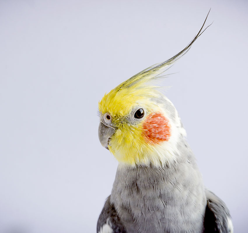 small-animal-sec3.jpg