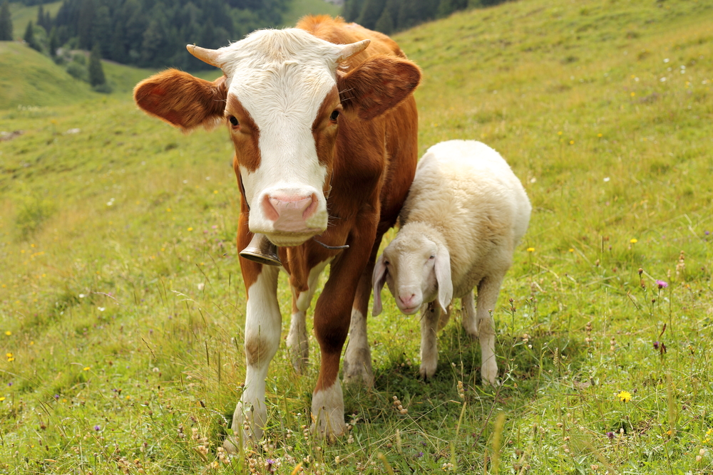 Young calf and sheep standing together in a pasture, illustrating healthy farm animals and companion livestock.
