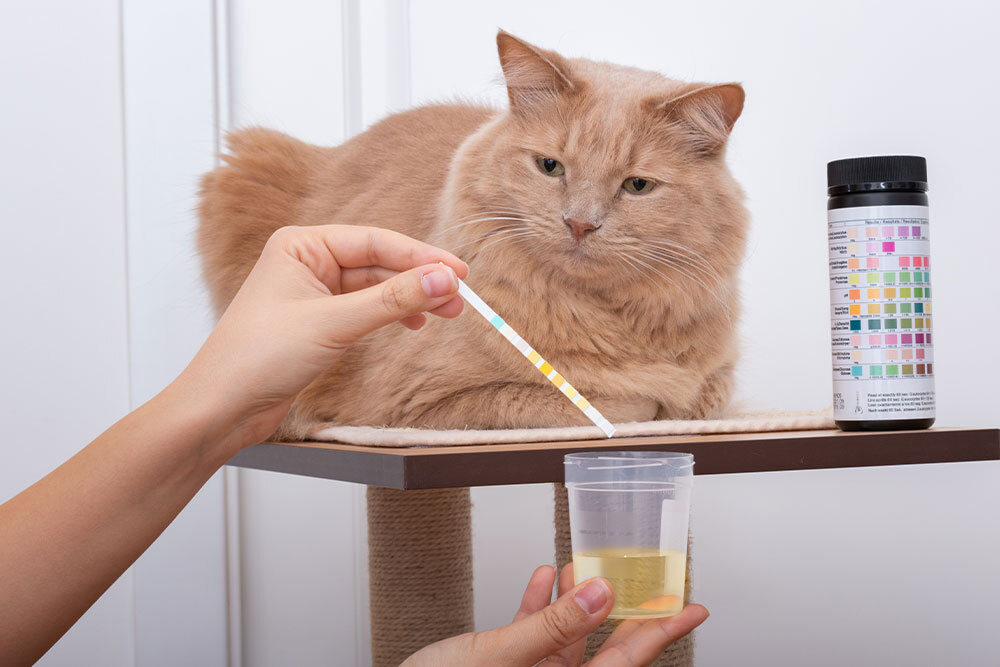 Cat observing a urine test strip being held over a collected urine sample.