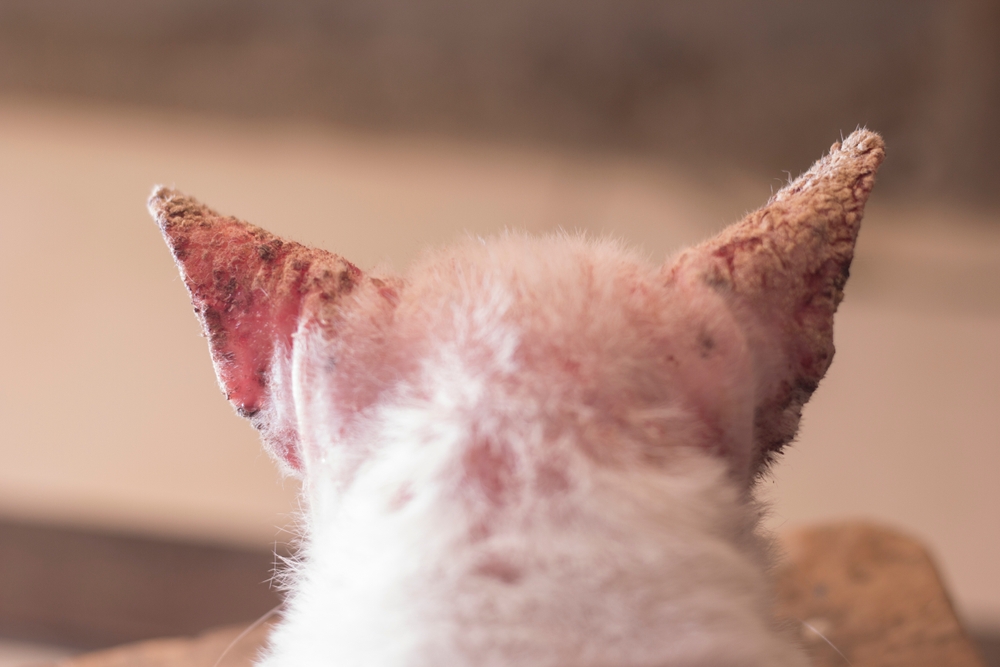 A close-up, back view of a white cat’s head showing severe red, crusty skin irritation and scabbing on the tips and edges of both ears.
