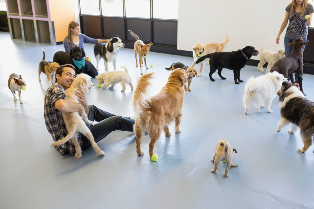 Dog daycare owners playing with multiple dogs at a pet daycare center, caring and interacting with happy pets.