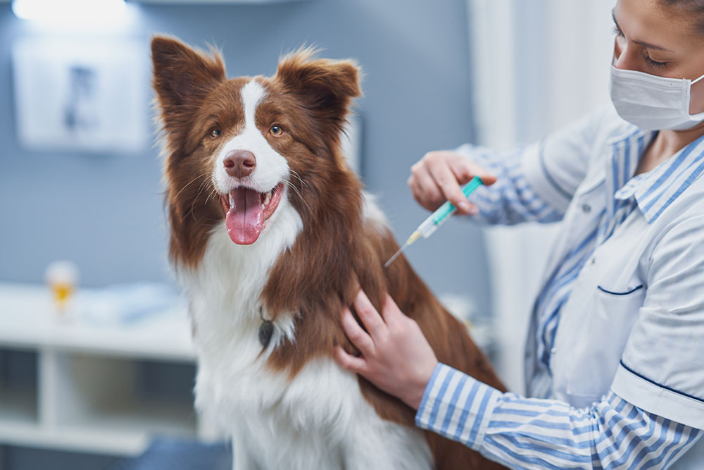 A veterinarian in a mask and white coat administers a vaccination to a brown and white Border Collie.