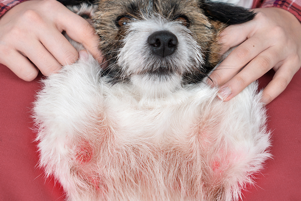 Dog with skin wounds and irritation caused by an allergic reaction.