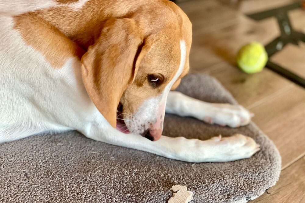 Pet wellness image of dog, highlighting lymph node swelling and veterinary treatment options