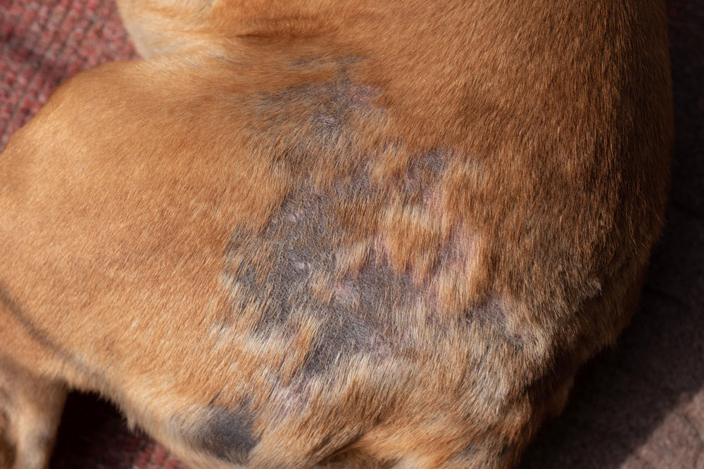 Dog with hair loss showing bald patches and thinning fur from a veterinary skin condition.