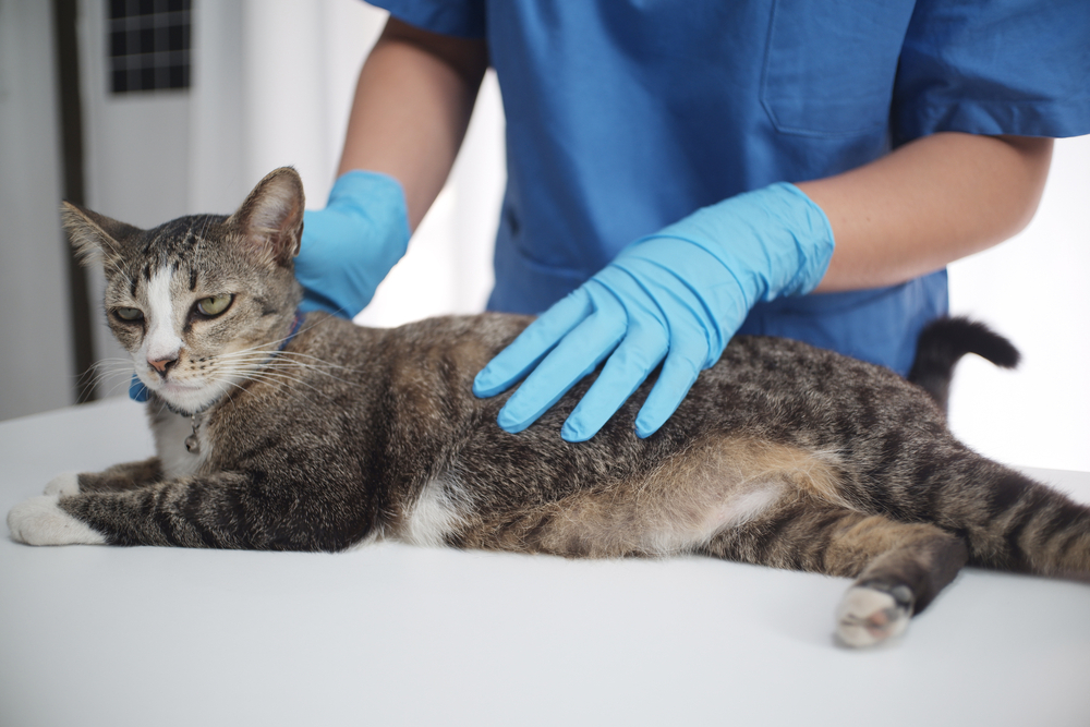 Veterinarian examining cat during wellness visit.