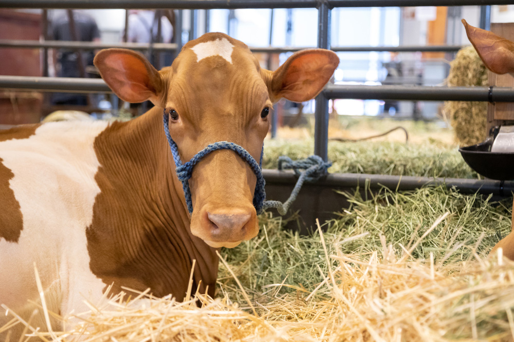 A young brown and white dairy calf lying down in a bed of straw