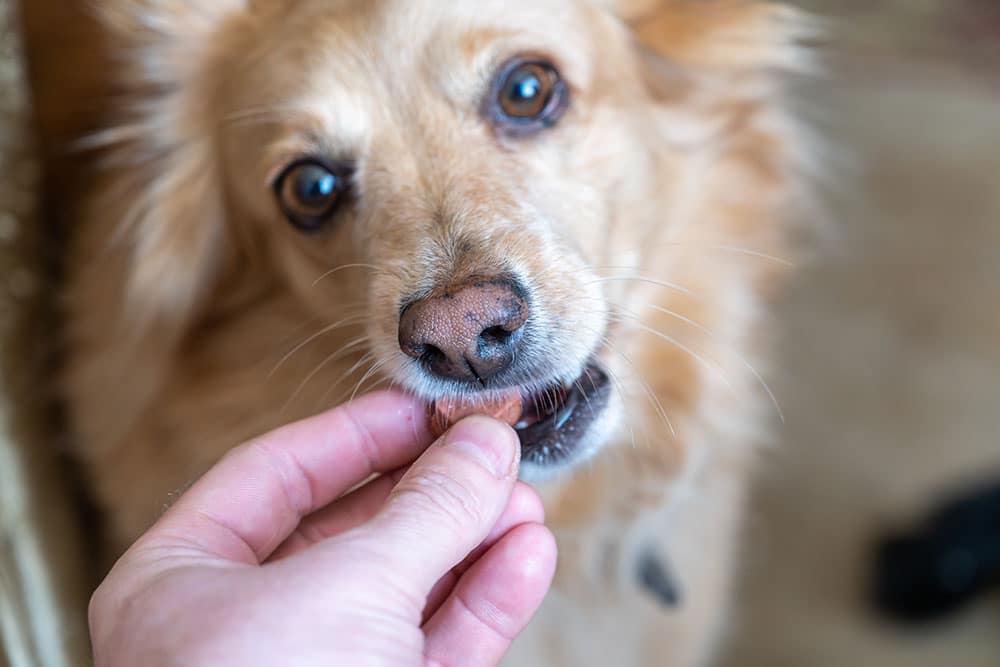 Dog calmly receiving medication indoors.
