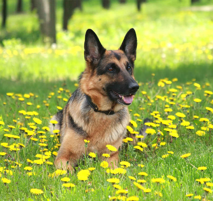 Animal Health Certificate - The Vale Veterinary Group