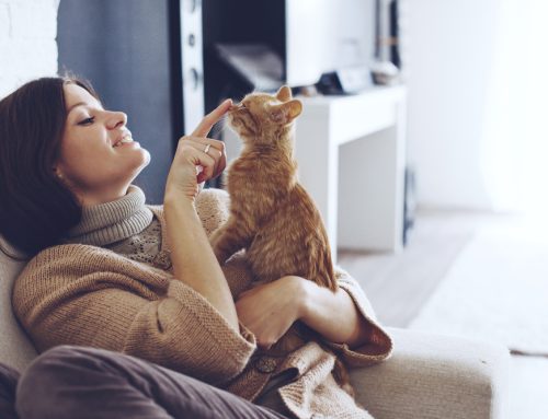 Creating a Happy Home for Your Cat: Health and Enrichment Essentials