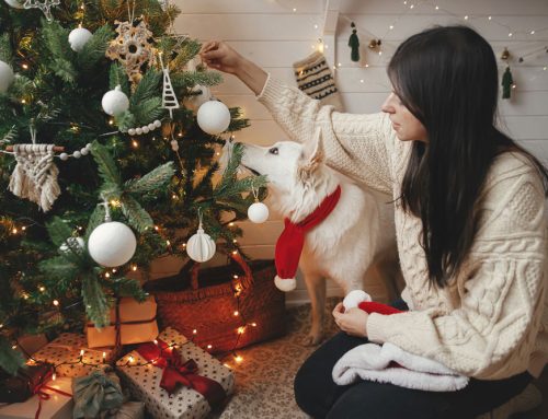 Jolly Holidays for Your Pets: Keep Them Safe and Sorted with These Tips!