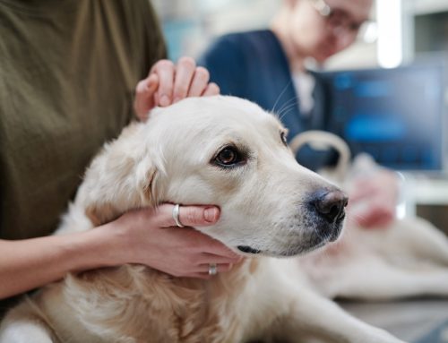 Recognising Cancer Signs in Pets: A Comprehensive Guide for Pet Owners