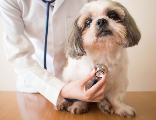 Heart Health for Hounds: Detecting & Managing Canine Cardiac Disease