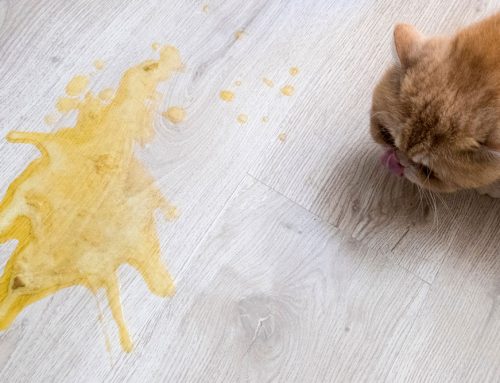 How Much Is Too Much? Vomiting in Cats Explained