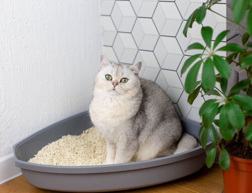 Feline Constipation: Causes, Symptoms, and Solutions