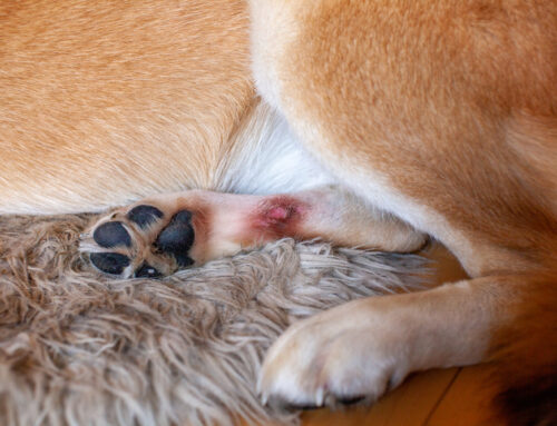 Recognizing Skin Allergies in Dogs and How to Treat Them
