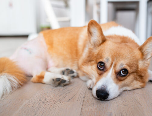 Recognizing Signs of Osteoarthritis in Pets