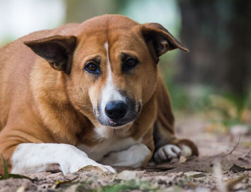 Pet Obesity Awareness and Management Strategies