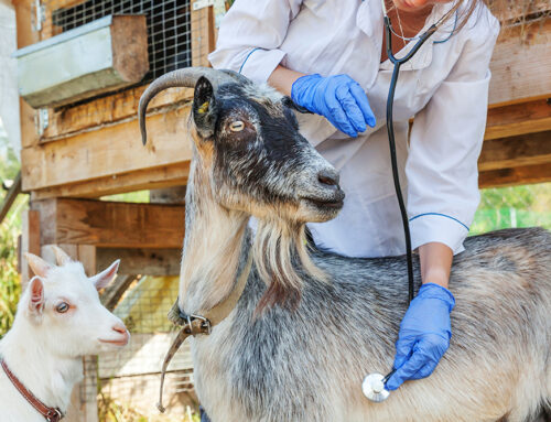 Common Respiratory Diseases in Sheep and Goats and How to Prevent Them