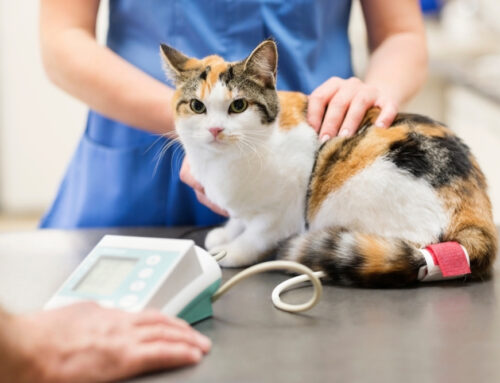 Feline Hypertension: Causes and Management