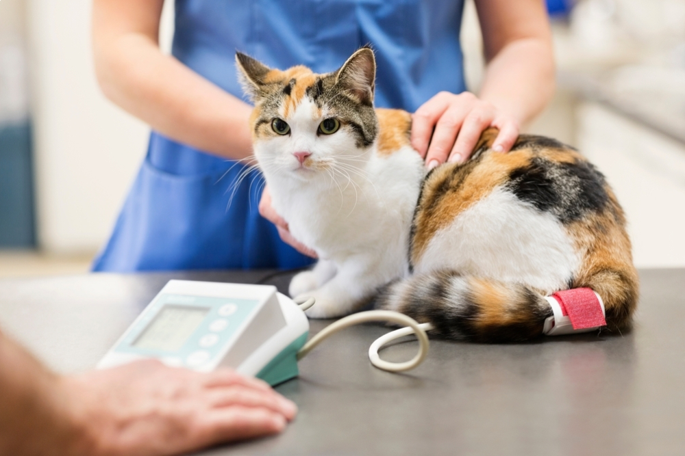 Veterinarian examining a cat in a clinic — representing check-ups or management of feline hypertension.