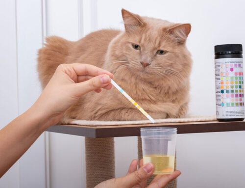 Urinary Tract Infections in Pets: Signs and Treatment
