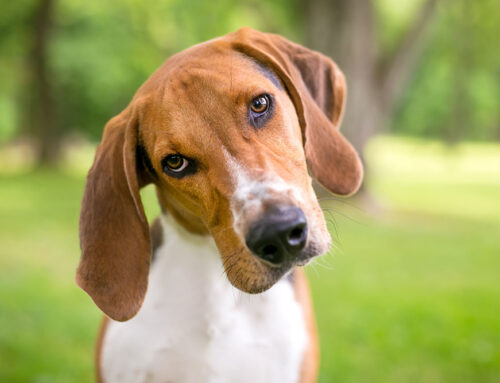 Why Is My Dog’s Head Tilted? Understanding Vestibular Disease and Other Causes