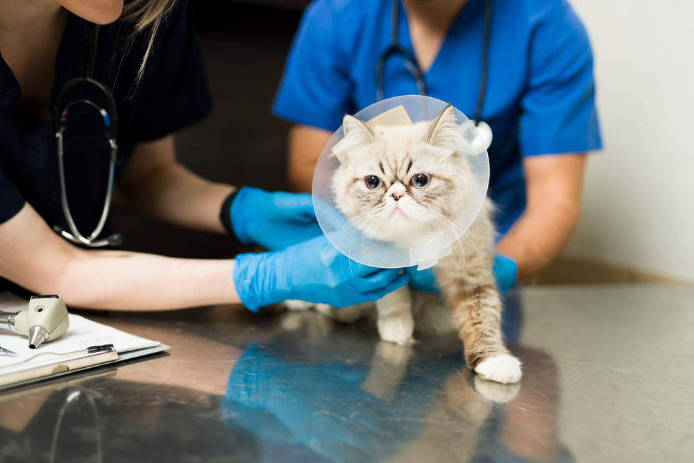 Cat wearing a recovery cone after treatment — could represent post-diagnosis care and monitoring under feline hypertension or related health management.