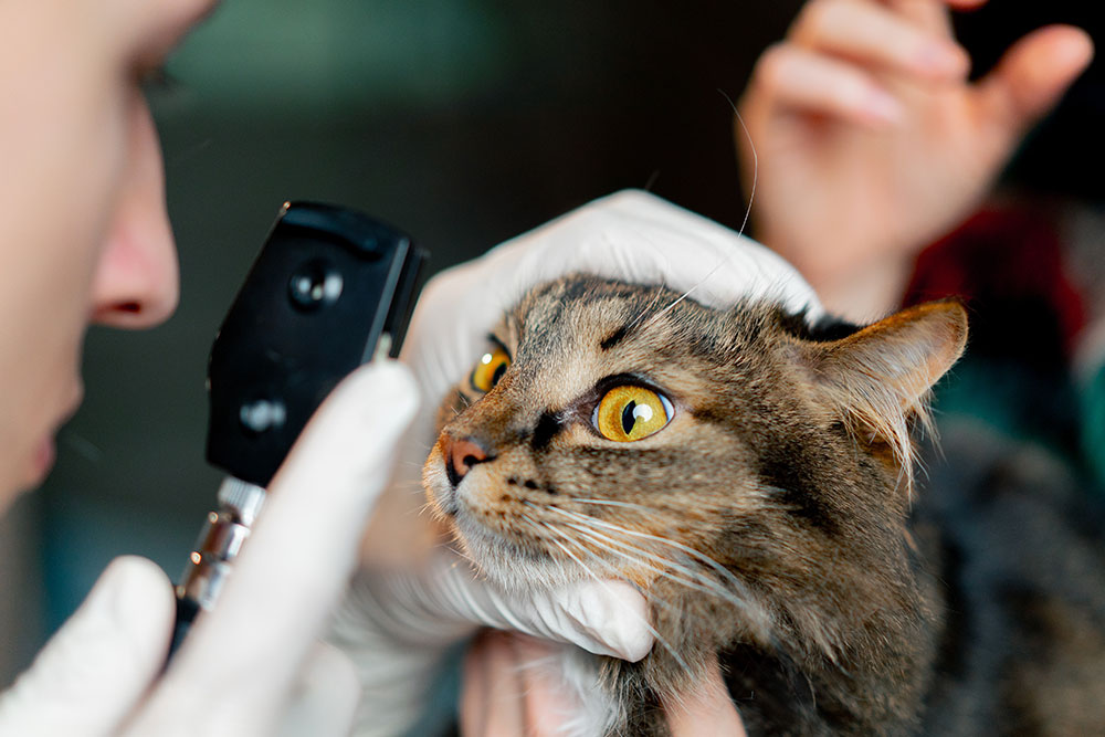 Veterinary eye exam for pet at animal clinic – ophthalmic examination.