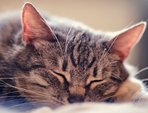 Zoonotic Risks on Mixed-Species Farms and How to Reduce Them