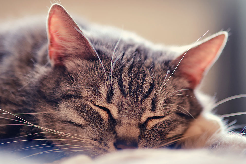 Close-up of a tabby cat sleeping peacefully with eyes closed