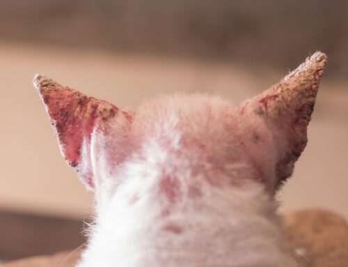 Demodex & Sarcoptic Mange: Diagnostics and Treatment Timelines