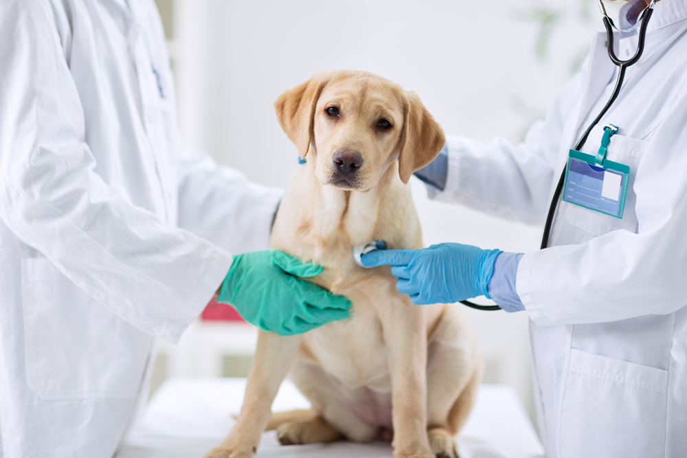 A yellow Labrador retriever sits on an examination table while two veterinarians in white coats and gloves perform a checkup.