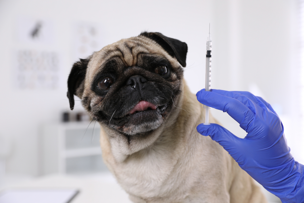 A close-up of a tan pug looking at the camera while a person in blue gloves holds a syringe nearby.