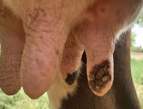 Mastitis Control: Culture-Based Therapy and Dry-Cow Protocols