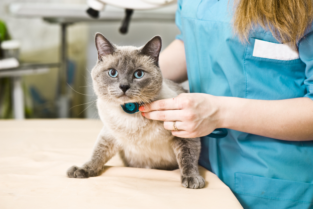 Cat at veterinary health checkup being examined.