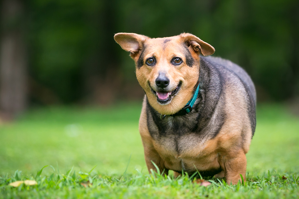 Happy overweight dog smiling, highlighting pet weight management importance.