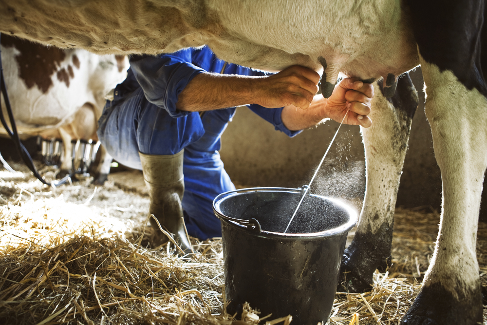 A farmer in blue overalls crouching in a barn to manually milk a cow into a black bucket.