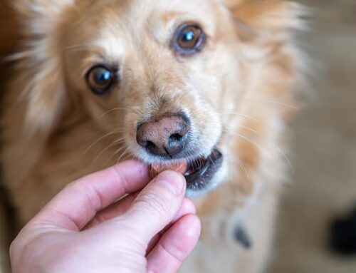 Fecal PCR vs. Float: Parasite Testing That Finds What Floats Misses