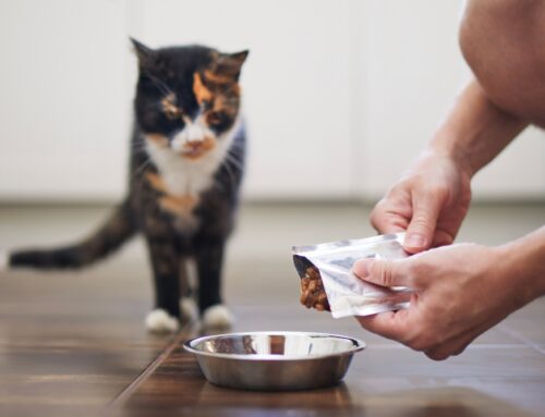 Calorie Calculators for Dogs & Cats: Feeding the Right Amount