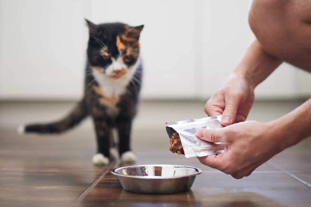 A person opening a small packet of cat food or treats and pouring it into a metal bowl on the floor while a calico cat watches nearby.
