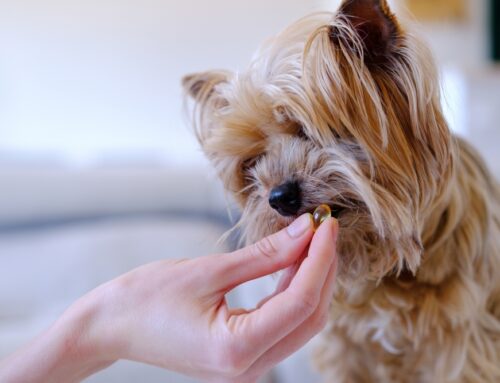 Joint-Support Nutrition: Omega-3s, GLM, and Collagen