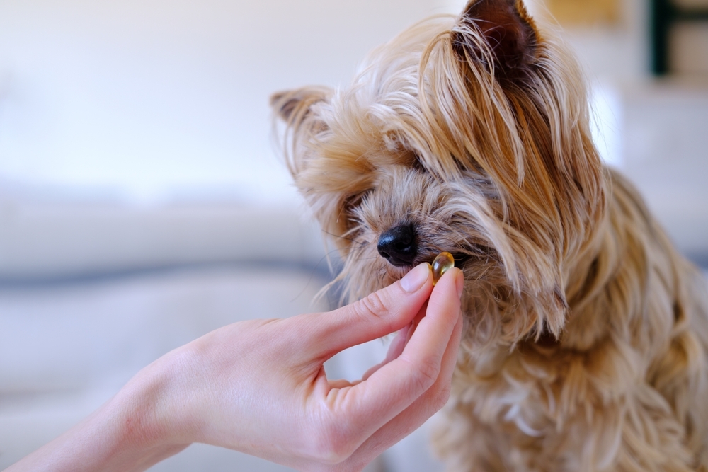 Small dog with long fur being given a pill or supplement by a person’s hand indoors
