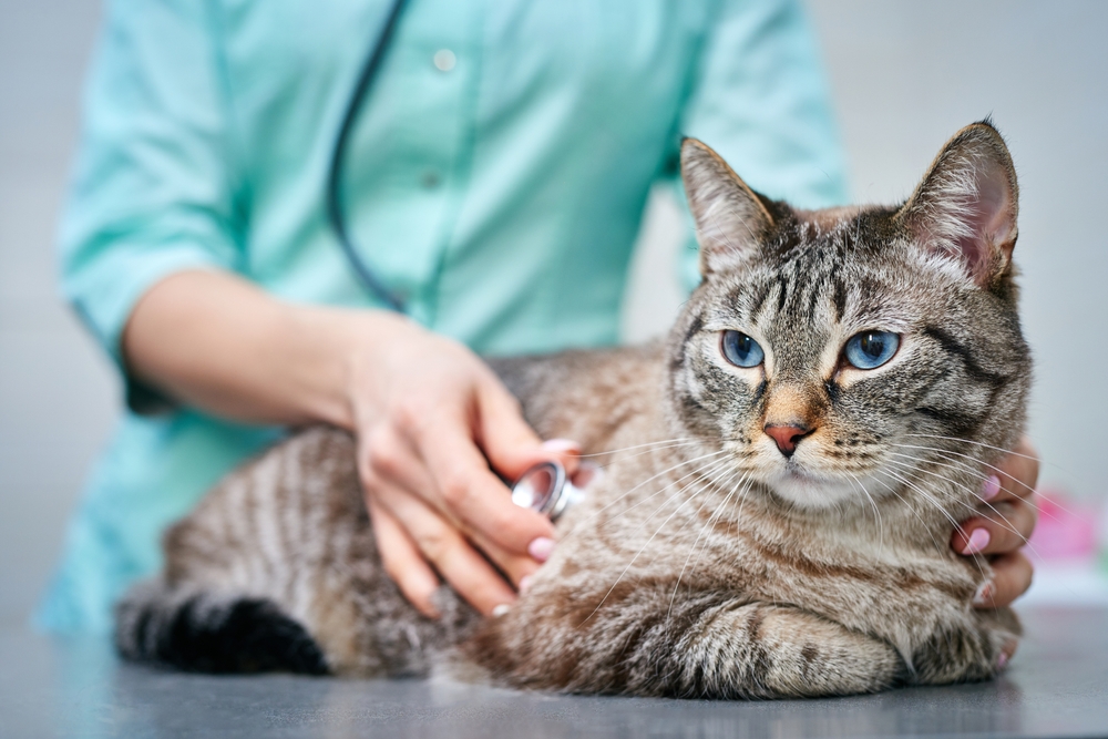 A veterinarian in teal scrubs uses a stethoscope to examine a tabby cat with blue eyes sitting on a clinic table.