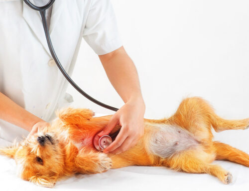 Congestive Heart Failure: What Owners Should Watch For at Home