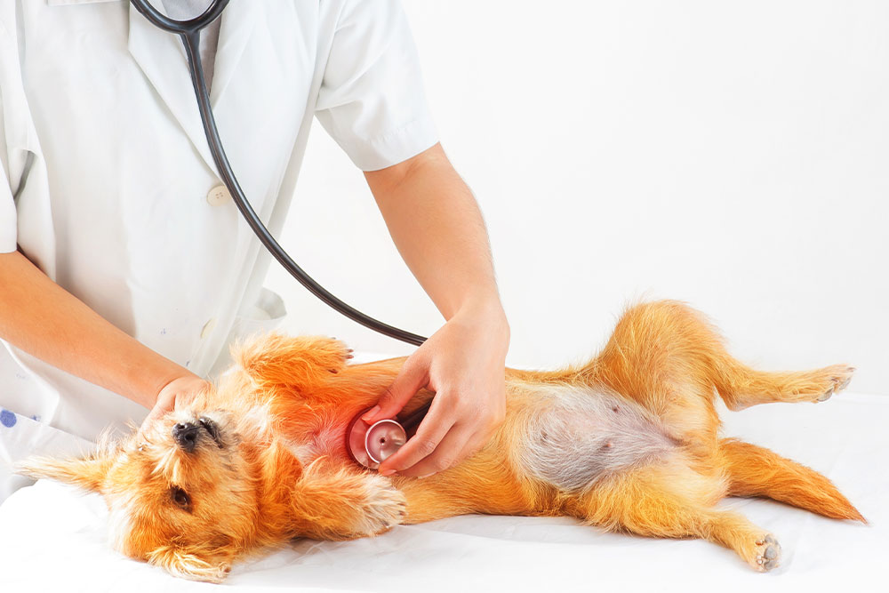 A veterinarian in a white lab coat uses a stethoscope to check the heartbeat of a small, tan dog lying on its back.
