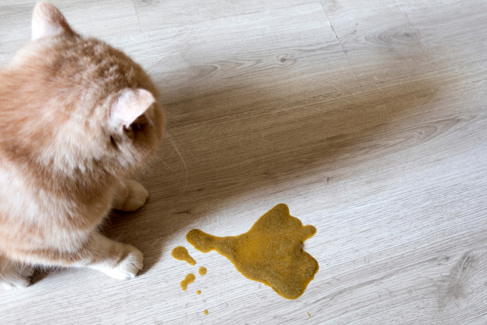 Orange fluffy cat standing on a light wooden floor, looking down at a puddle of spilled liquid nearby