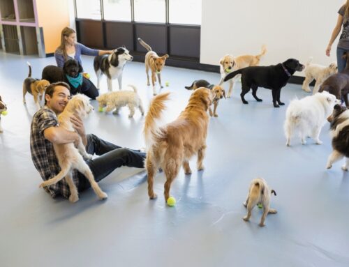 Dog Daycare: What to Ask, Vaccine Requirements, and Safety